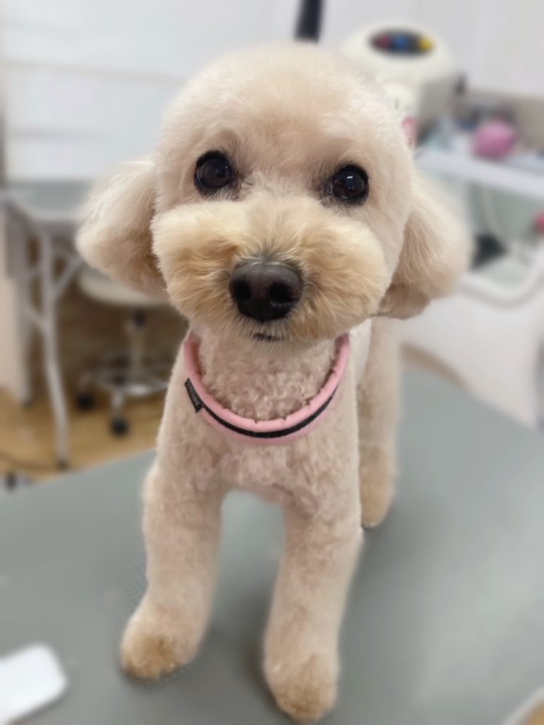 こむぎちゃん