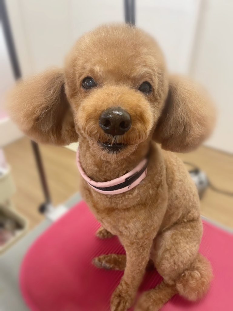 メイちゃん