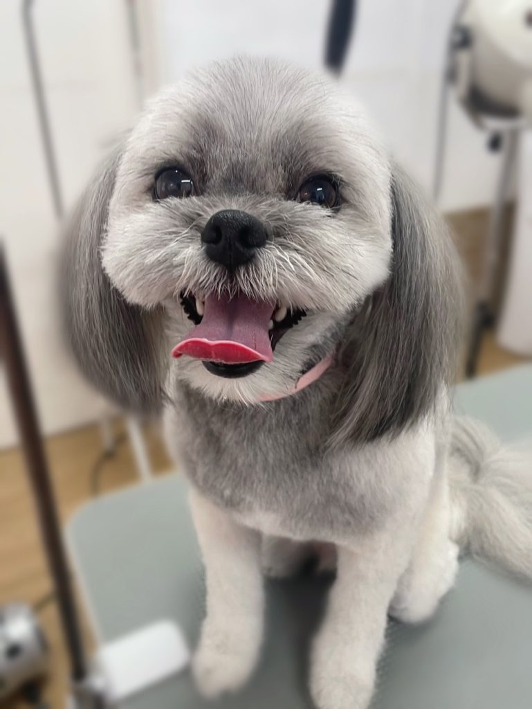 メッシュくん