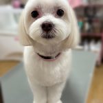 モアくん