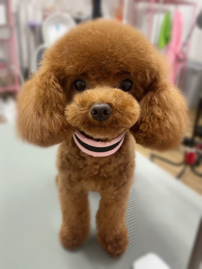 もこちゃん