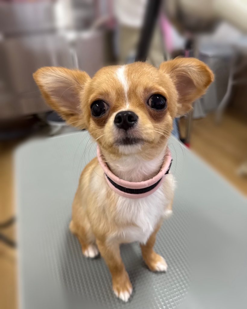 もみじちゃん