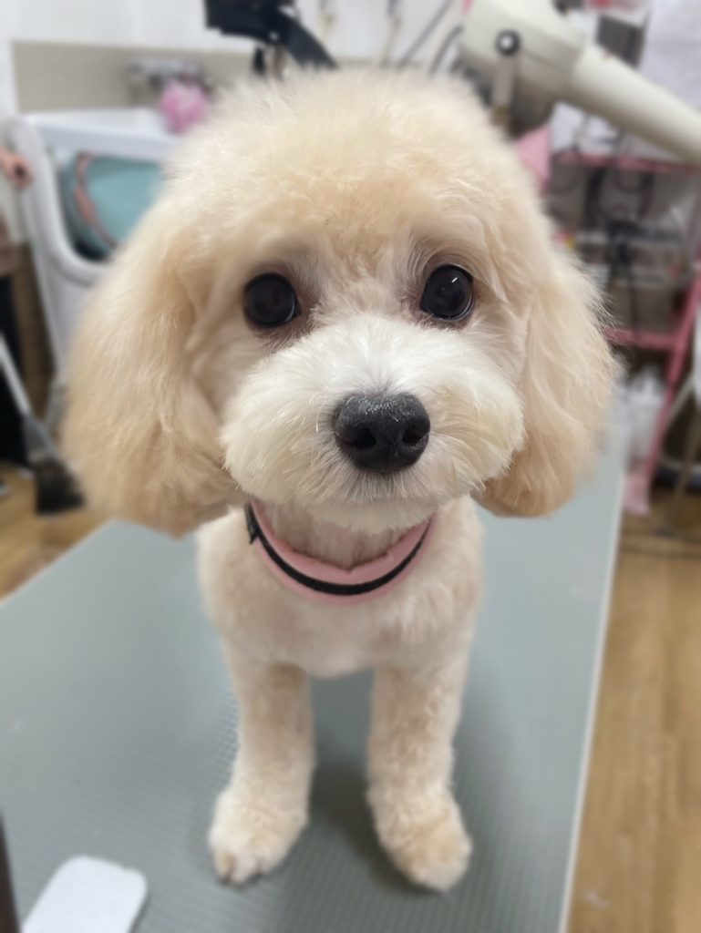 リリーちゃん