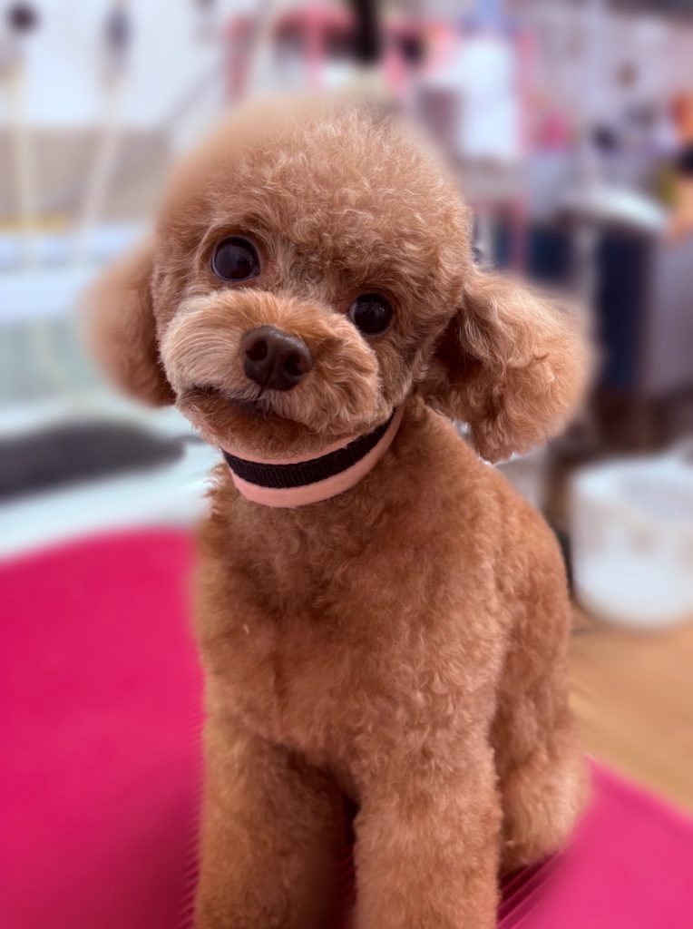 りくくん