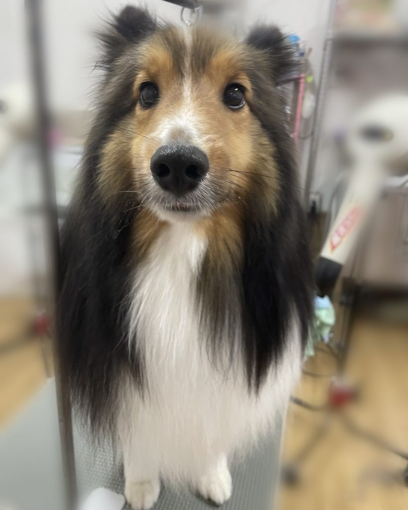 ルイくん