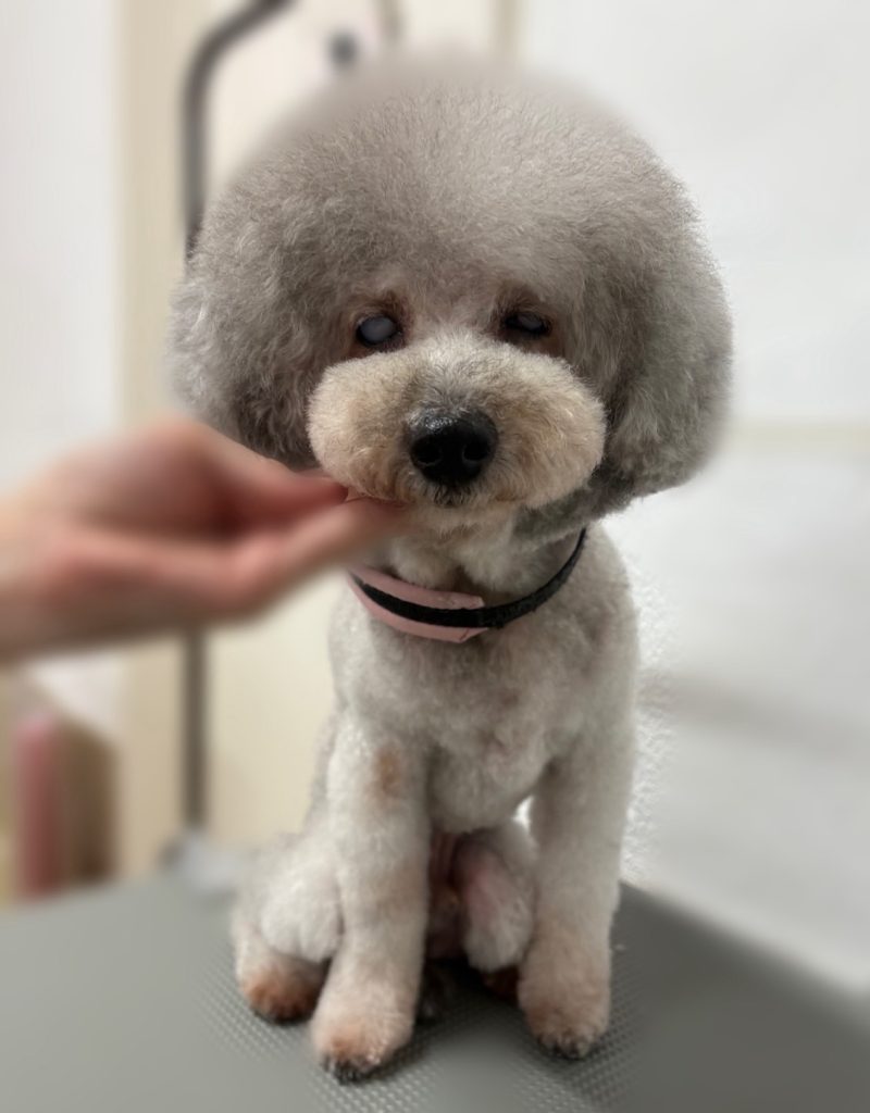 レオンくん