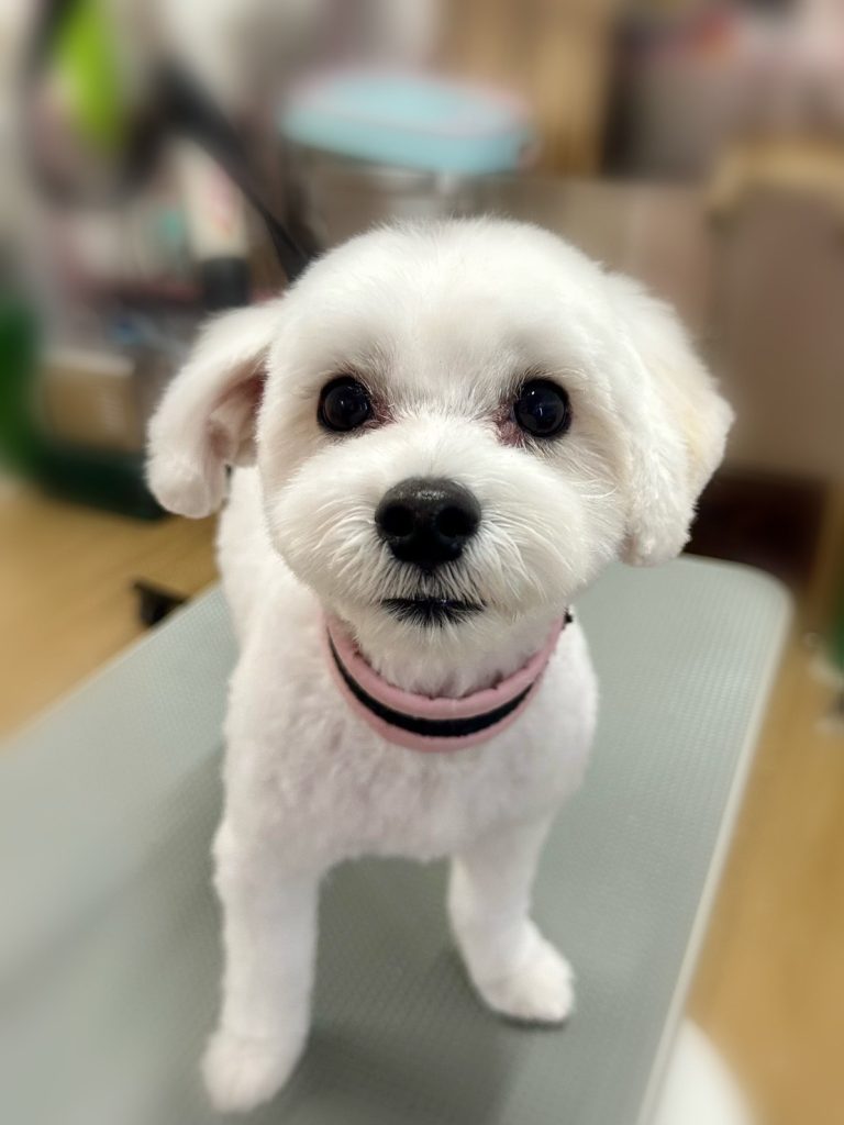 ろいくん