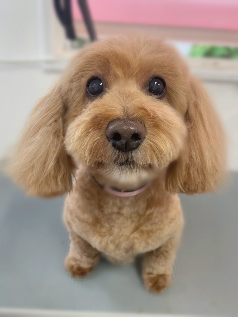 あろはちゃん