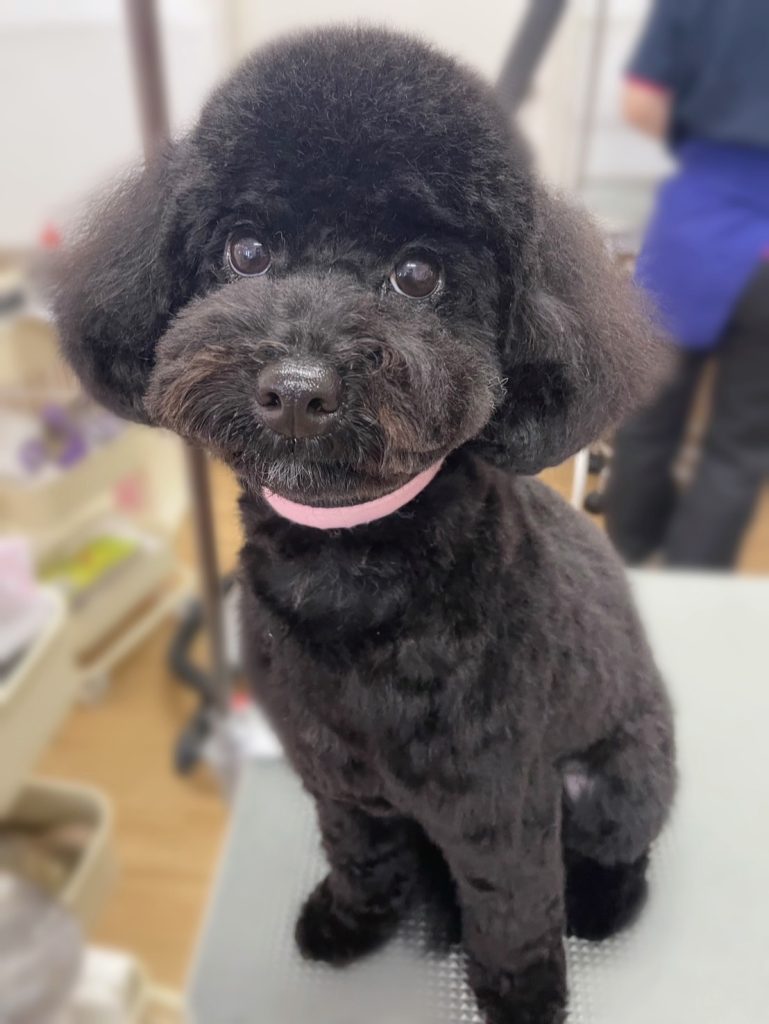 ここちゃん