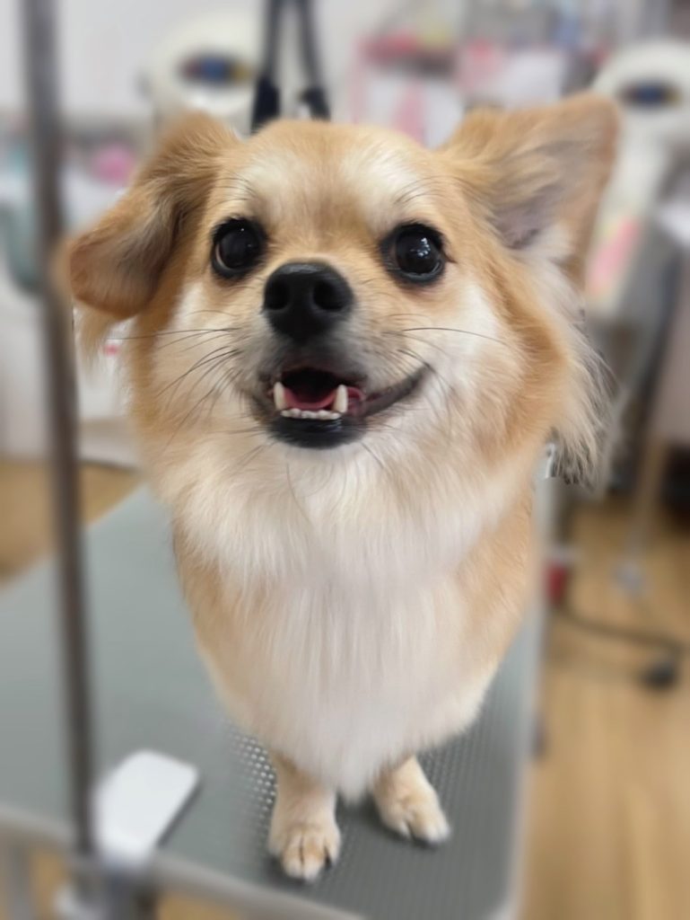 こたまるくん