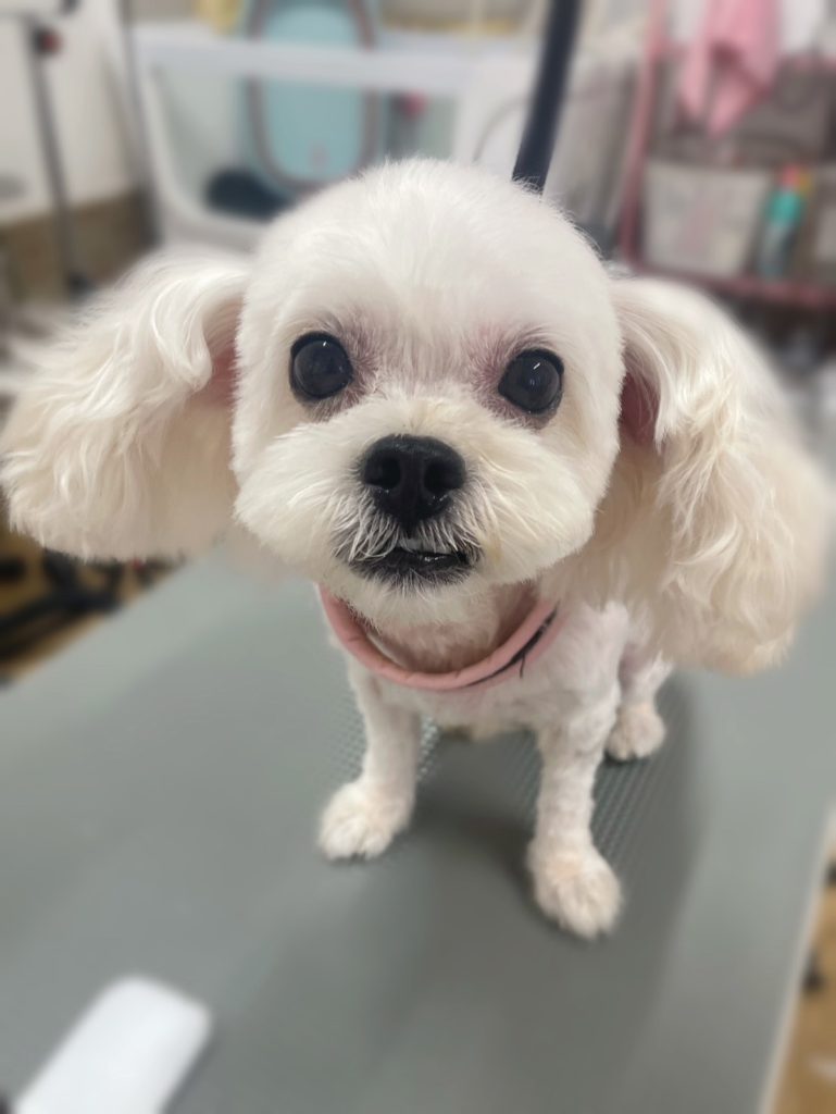 ぷーぷーちゃん