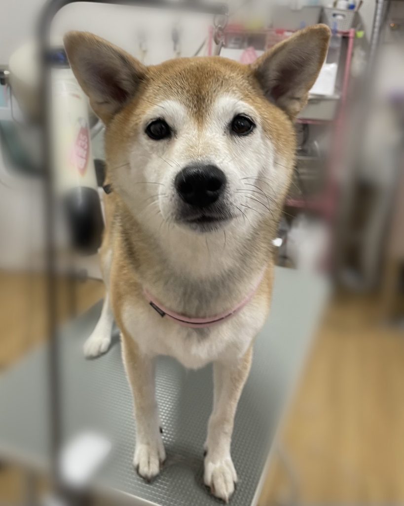 めぐちゃん