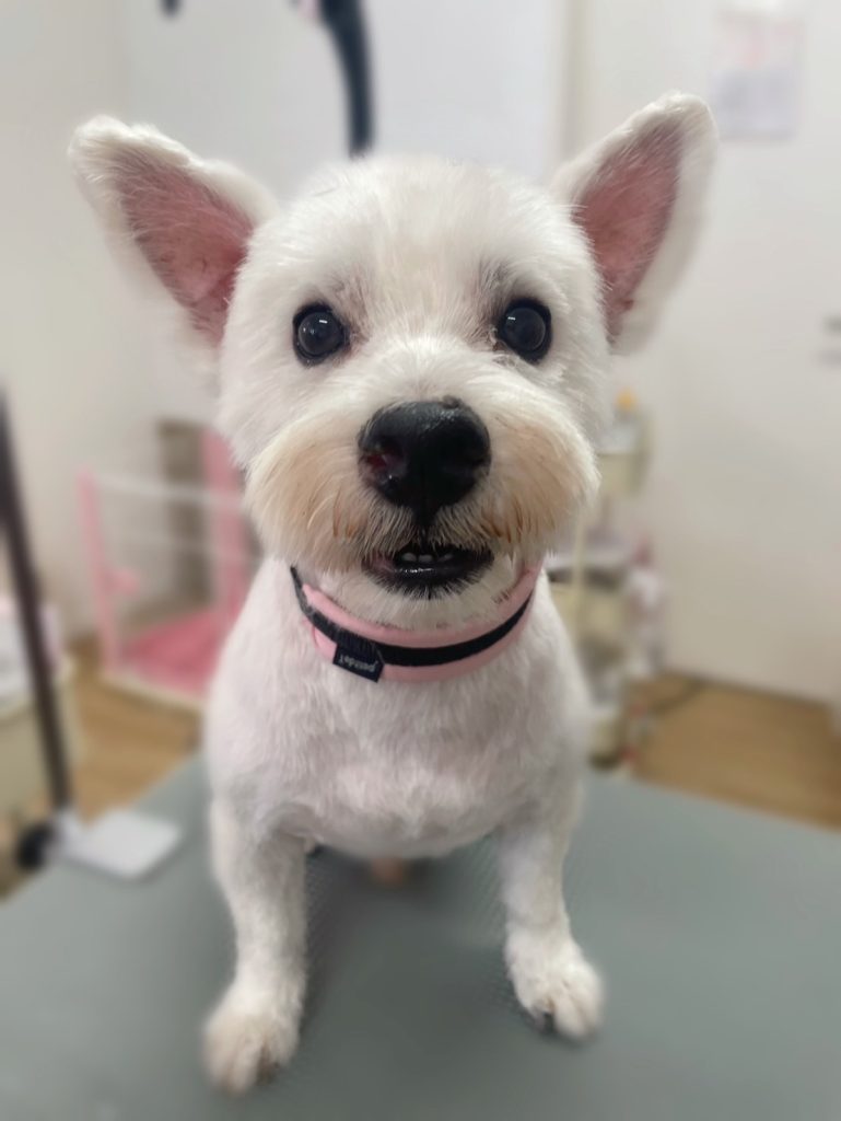 蓮くん