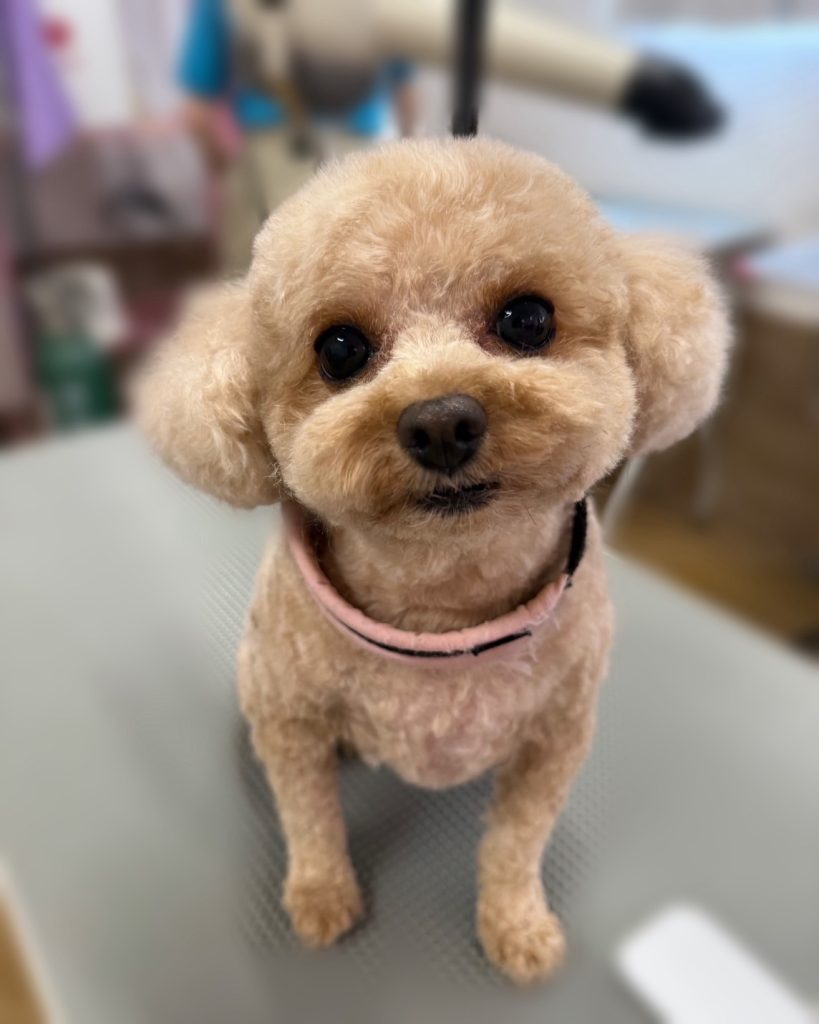マミちゃん
