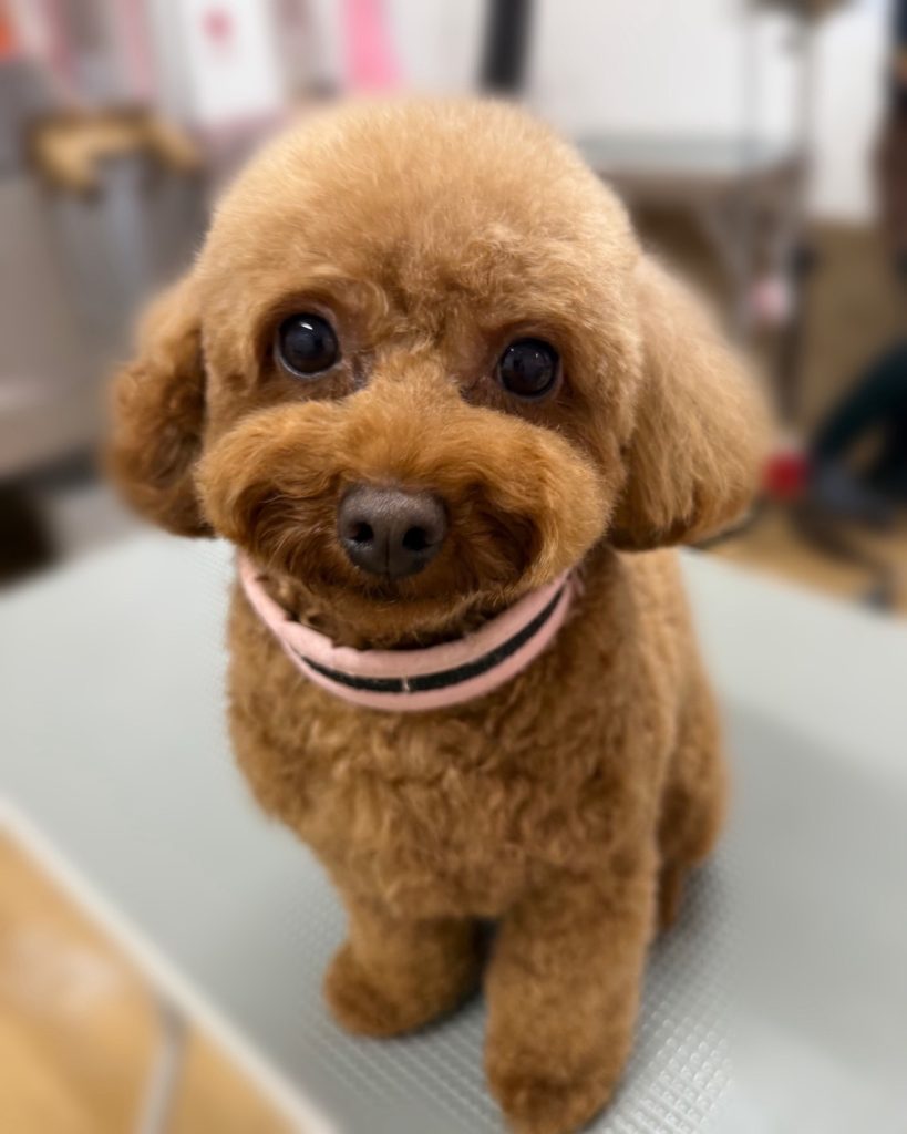 MOKOちゃん