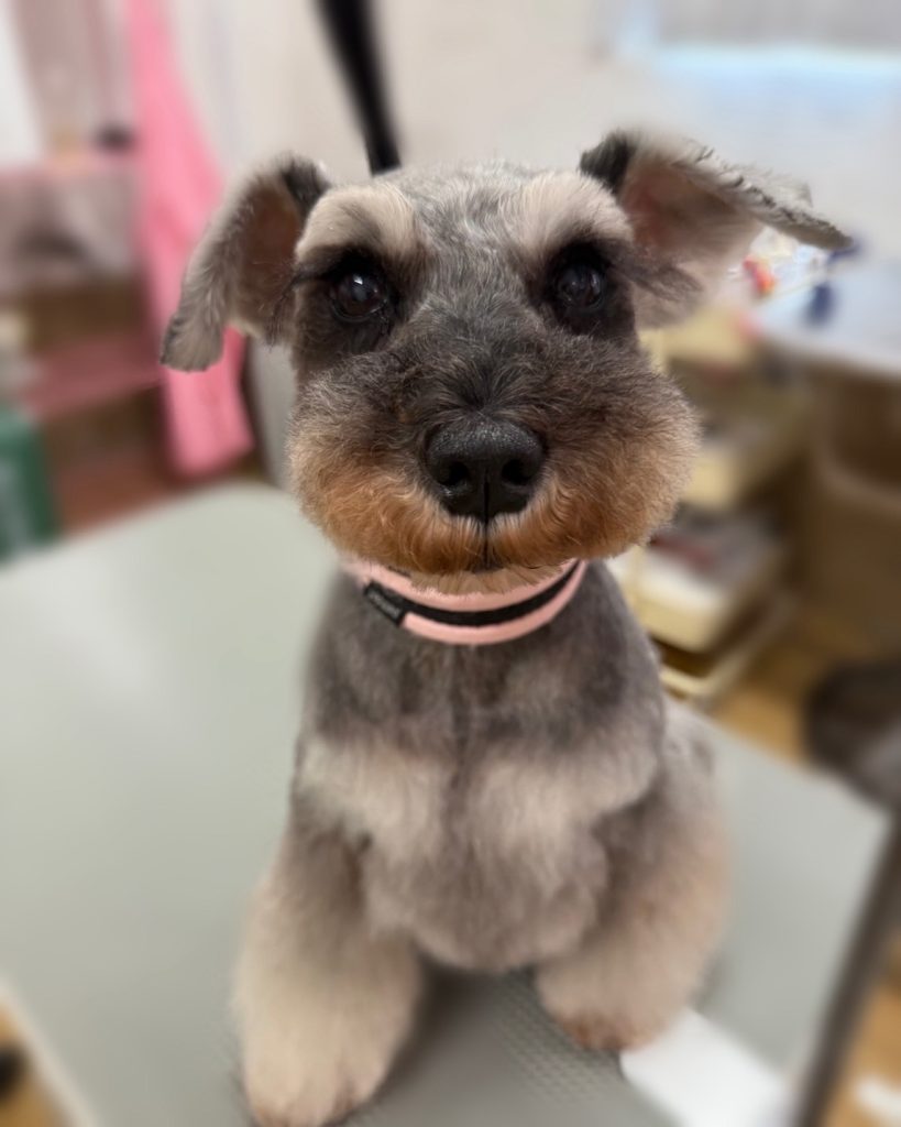 あんずちゃん