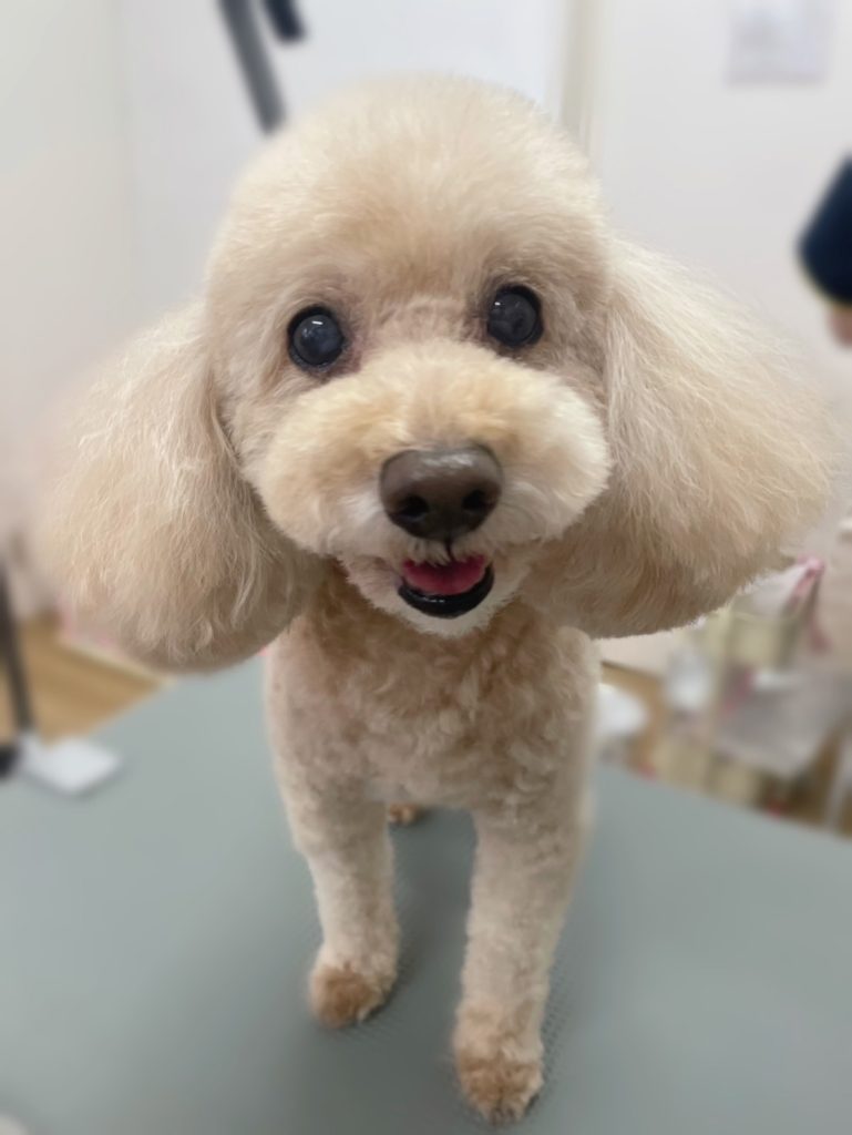 アプリちゃん
