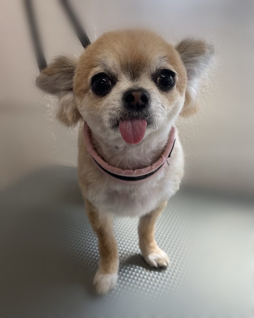 あずきちゃん