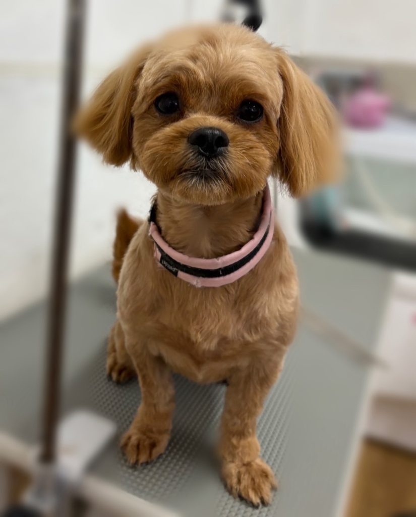 おひめちゃん