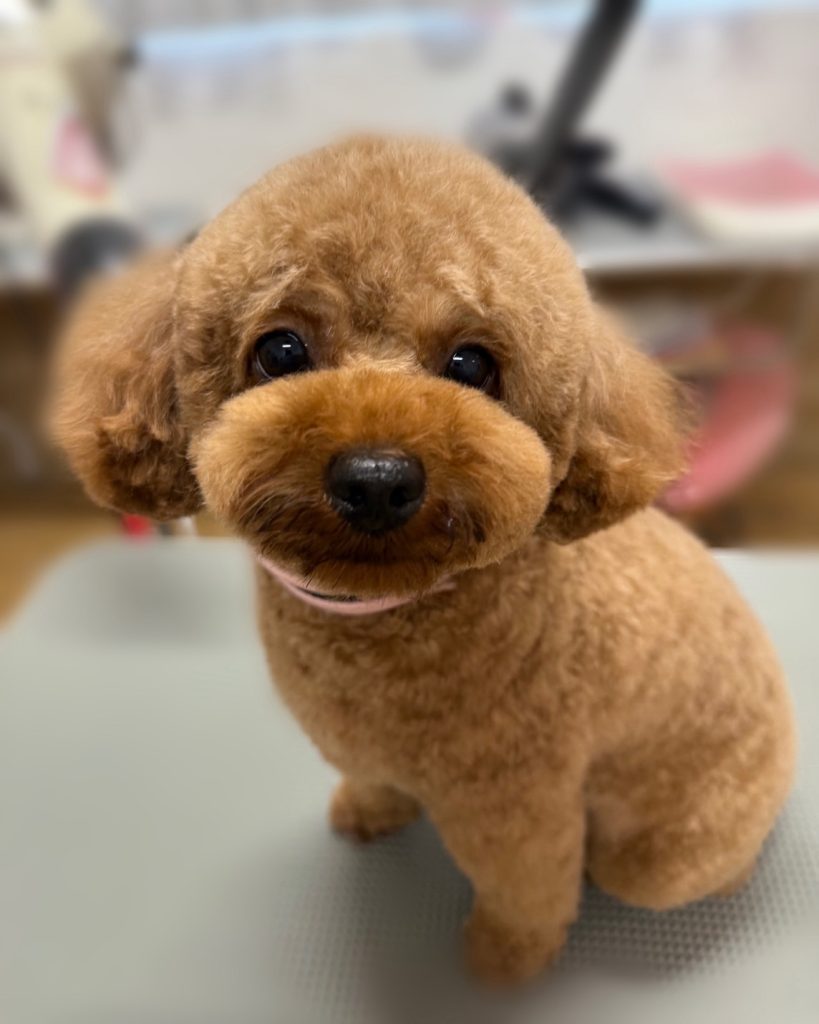 カルーくん