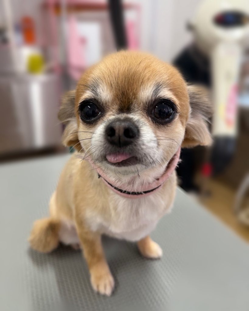 きなこちゃん