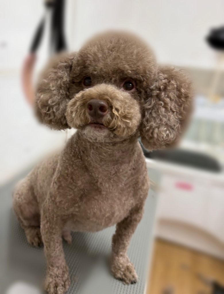 くぅくん