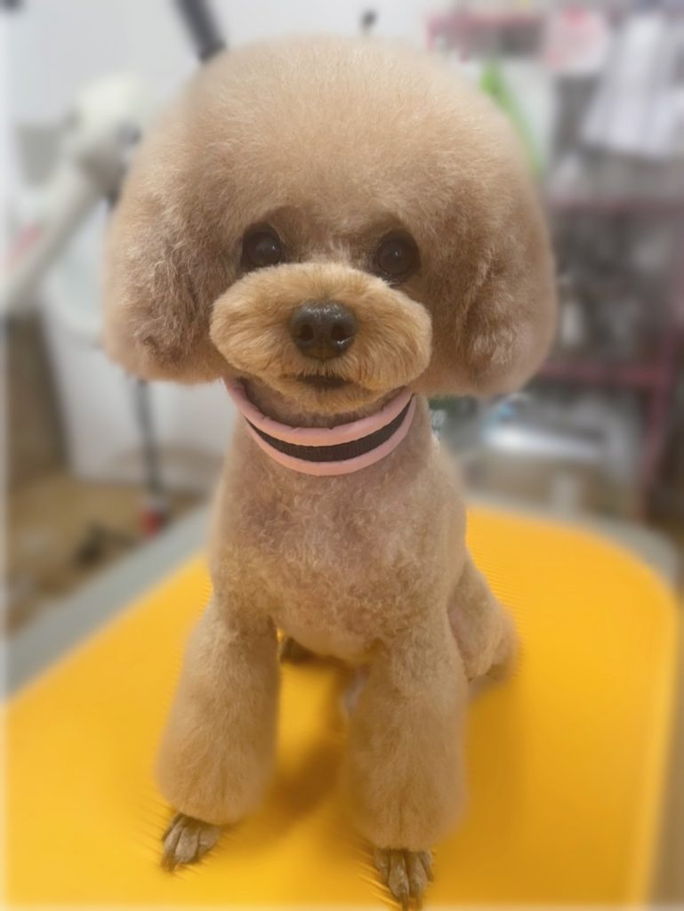 こん太くん
