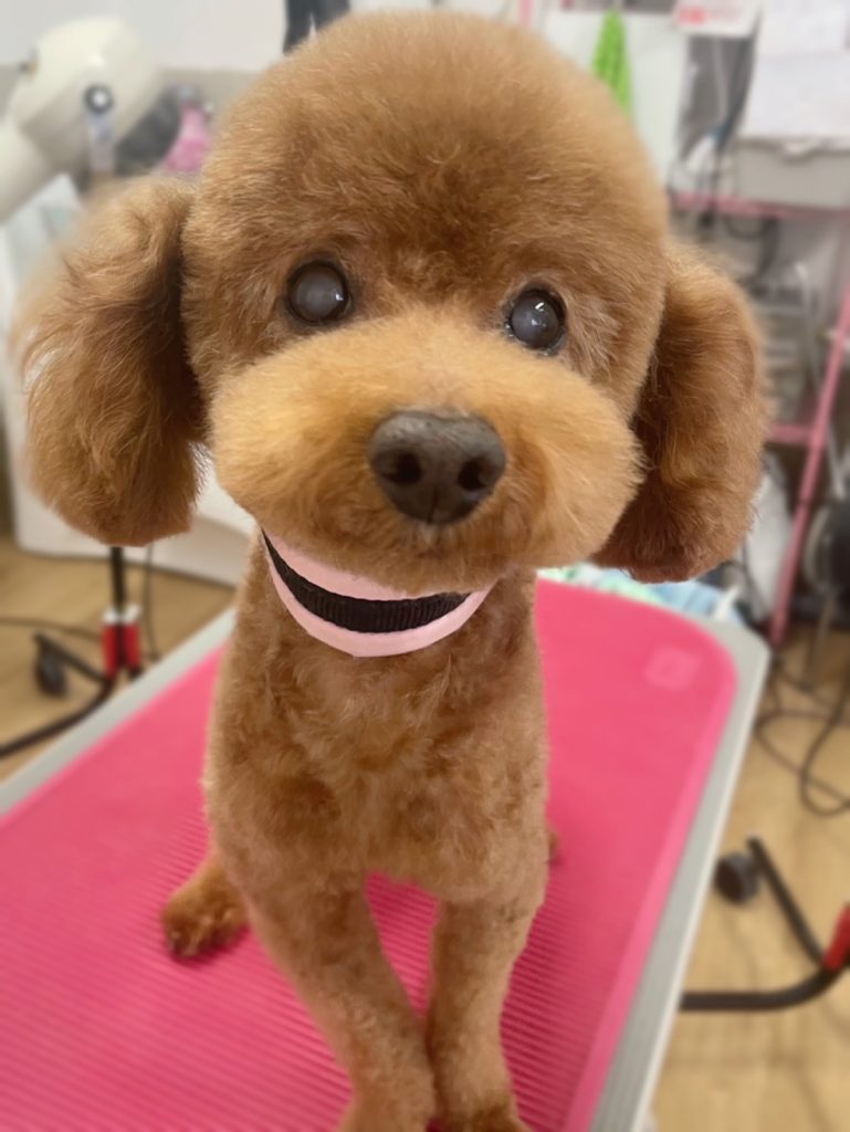 ココくん