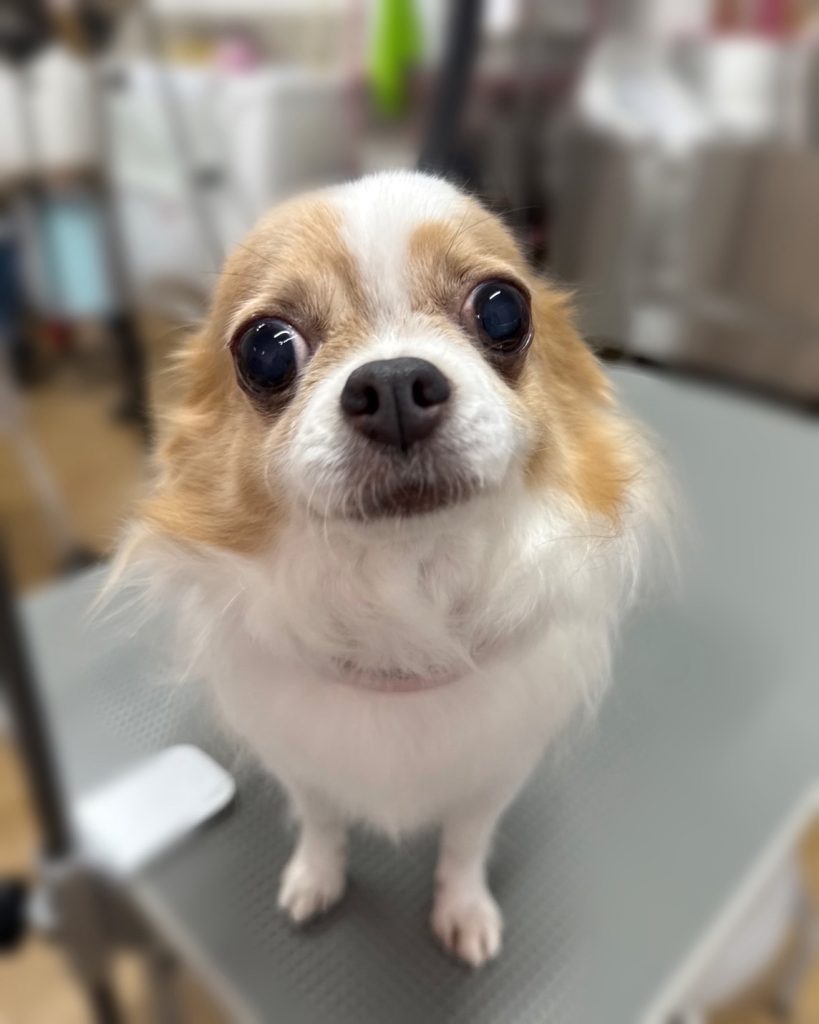 ここあちゃん