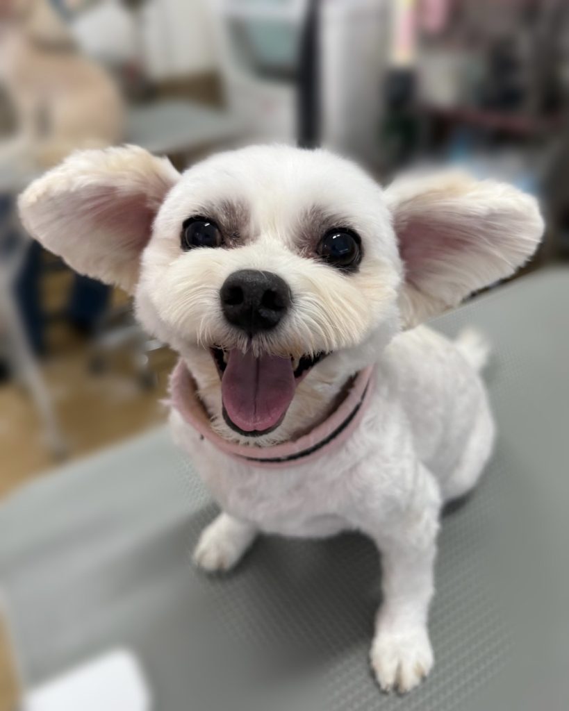 サイくん