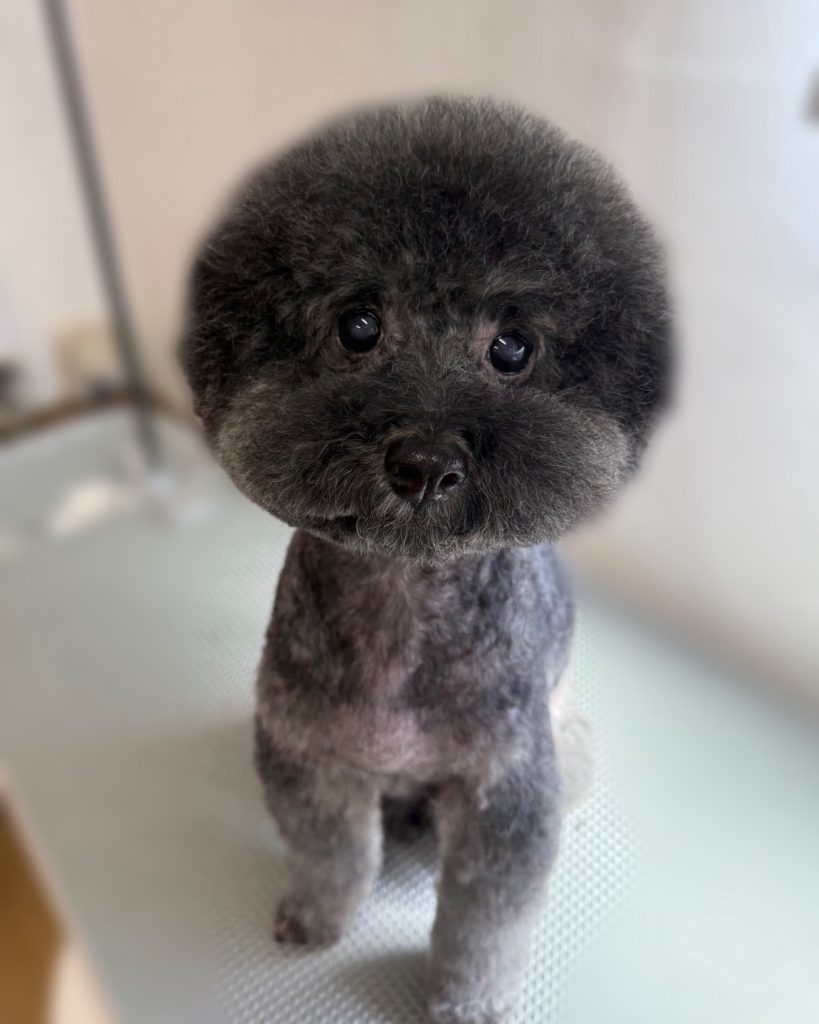ちょこあちゃん
