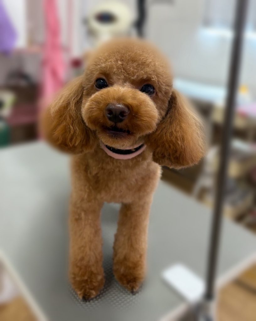 ちゃちゃまるくん