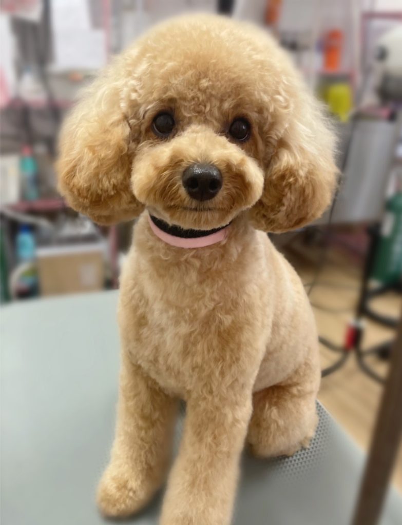 茶々ちゃん