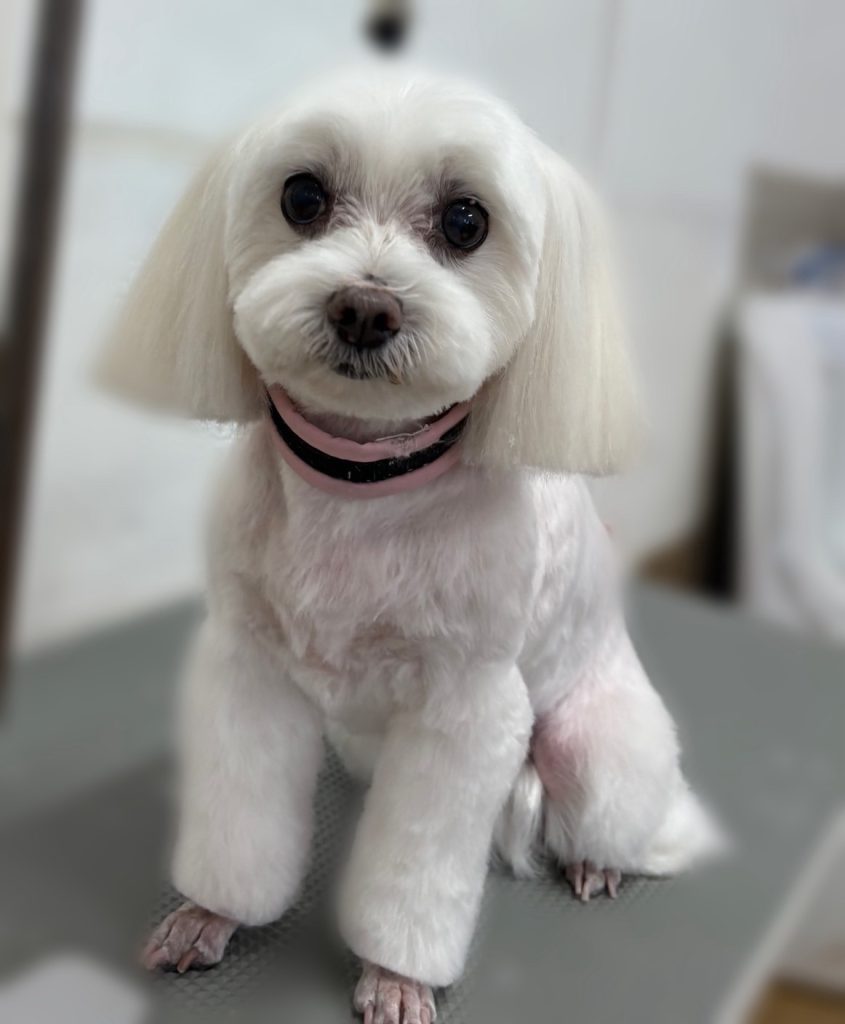 はなちゃん