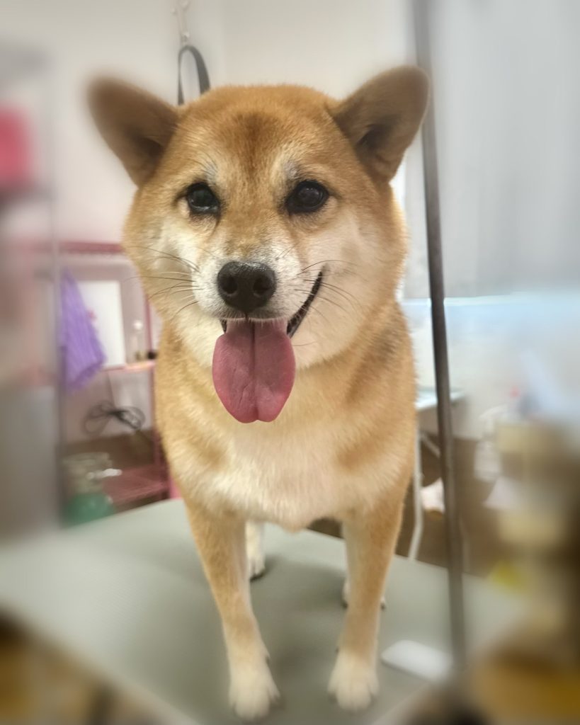 はなちゃん