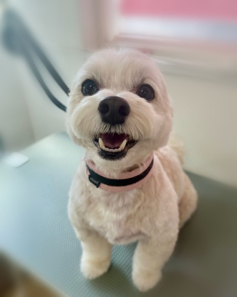 ビスケットくん