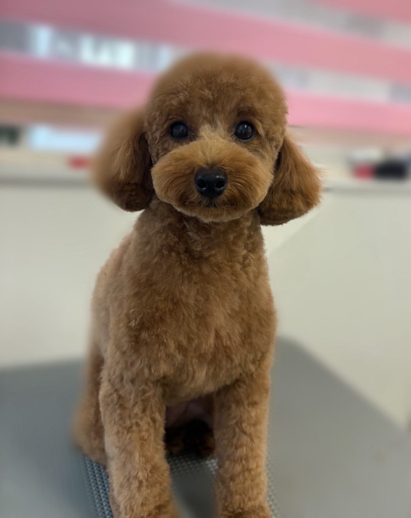 ビビちゃん
