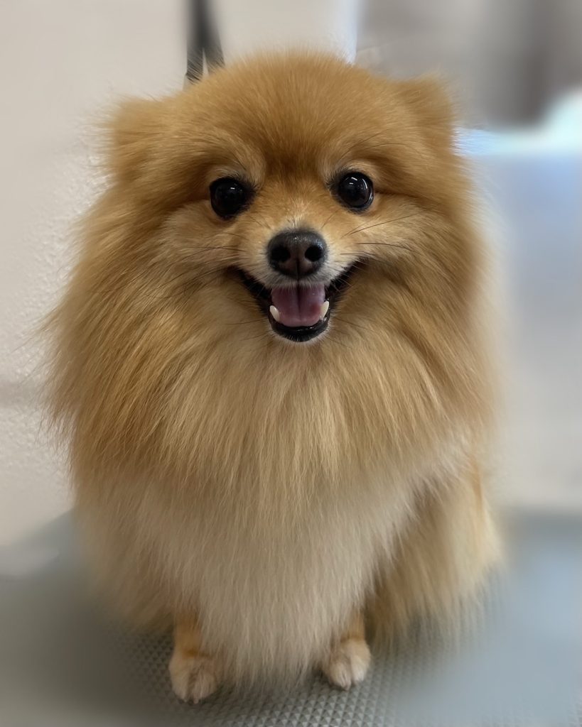 ぴのちゃん