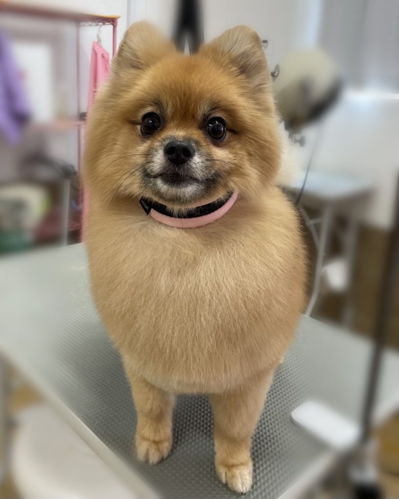 ぽんちゃん