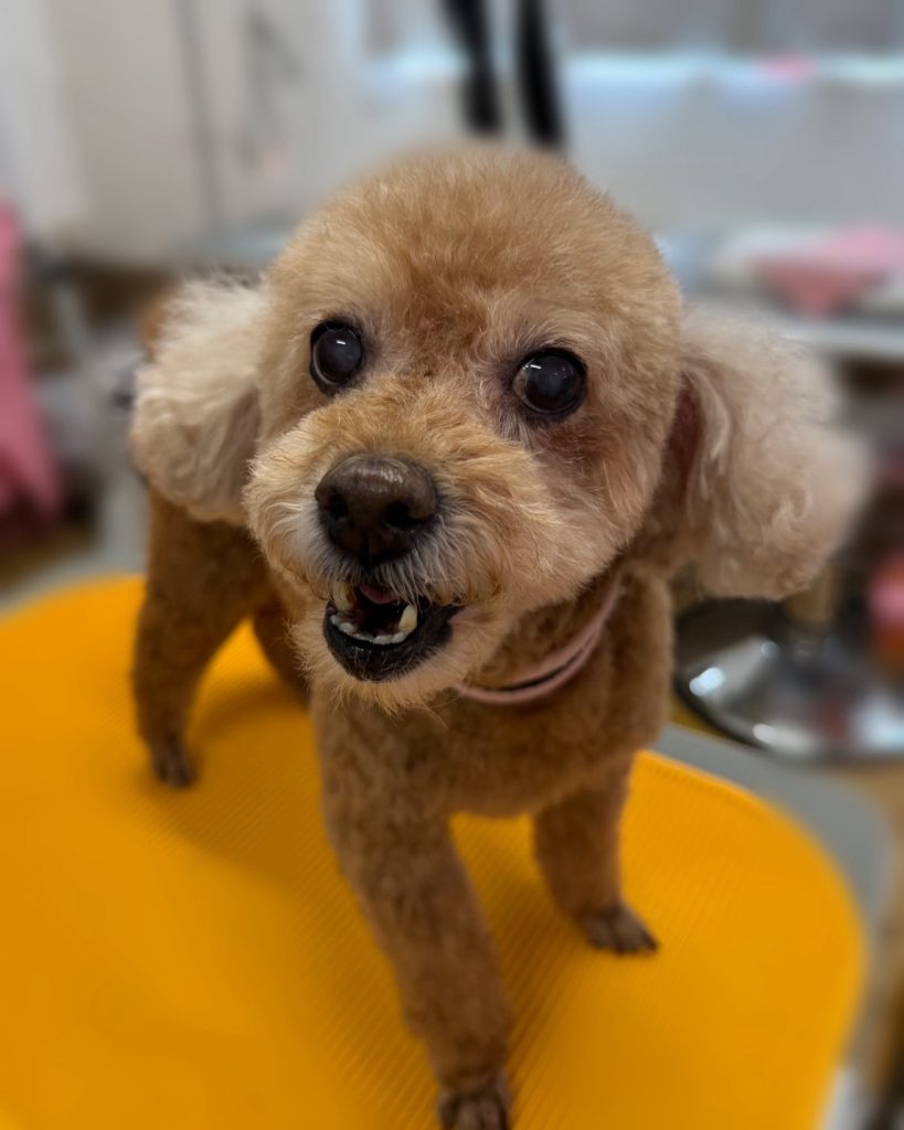 みるくちゃん
