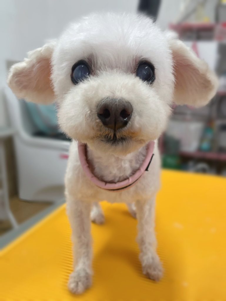 ミルキーちゃん