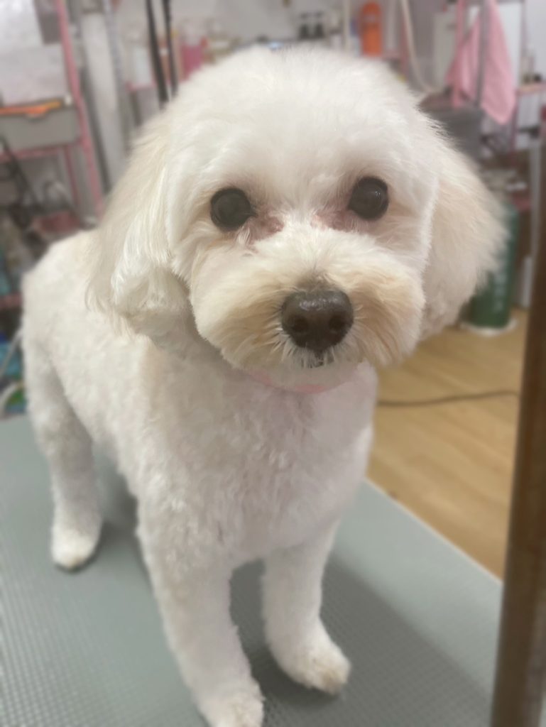 むぎちゃん