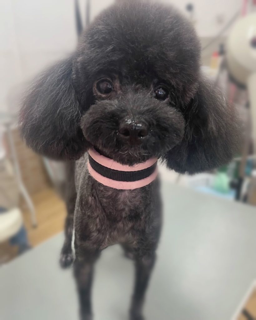 むぎちゃん
