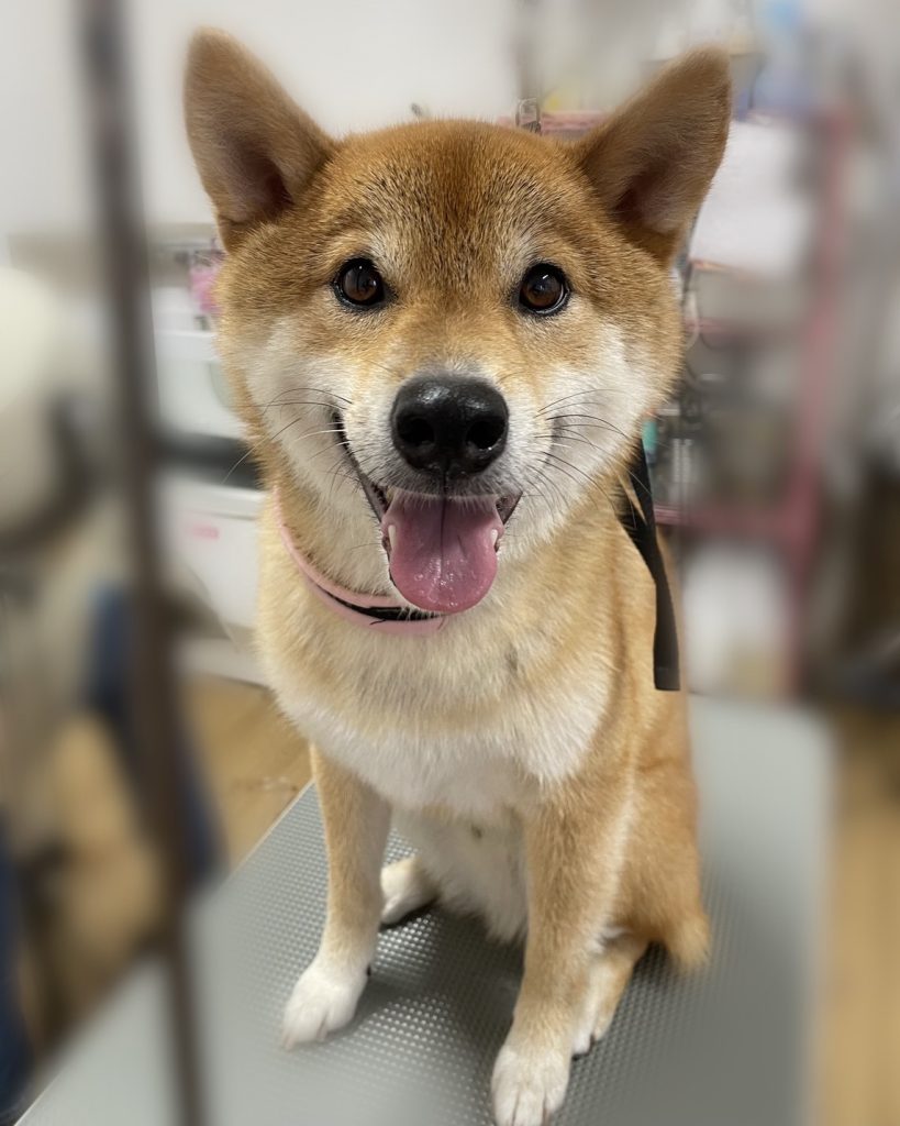 麦くん