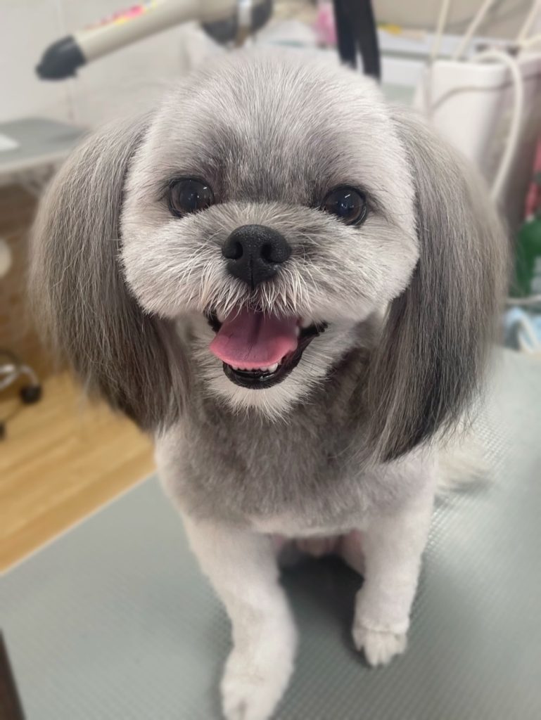 メッシュくん