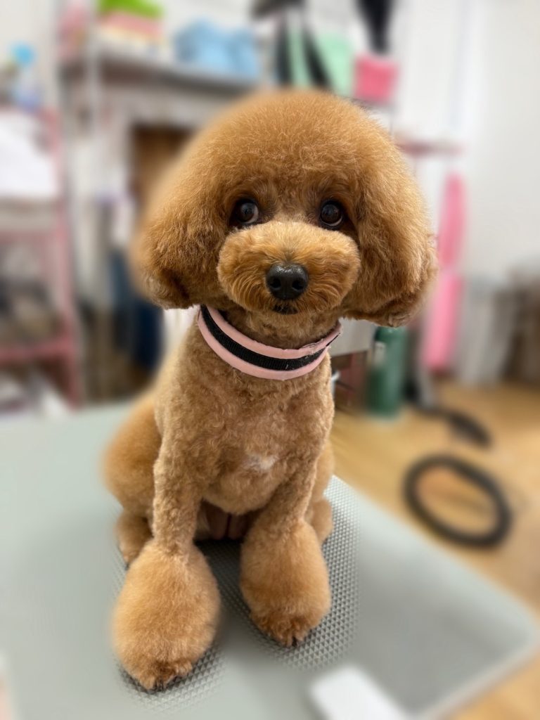 ももちゃん
