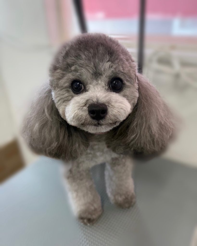 ライスちゃん