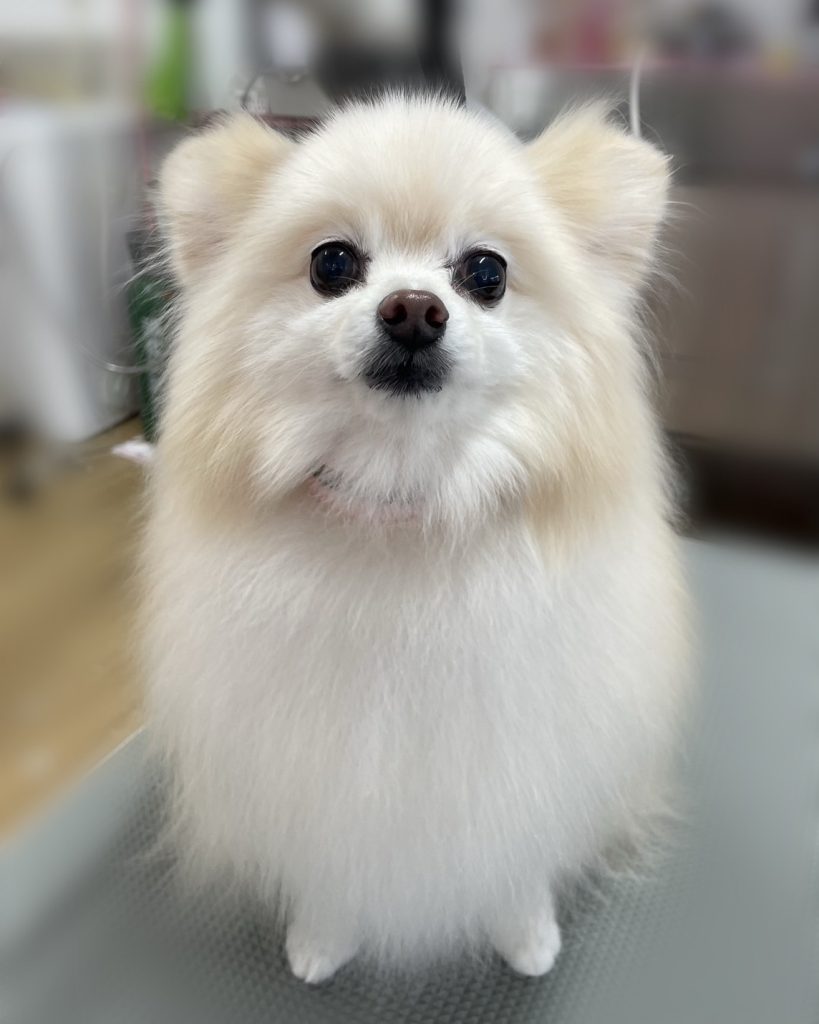 ラピくん