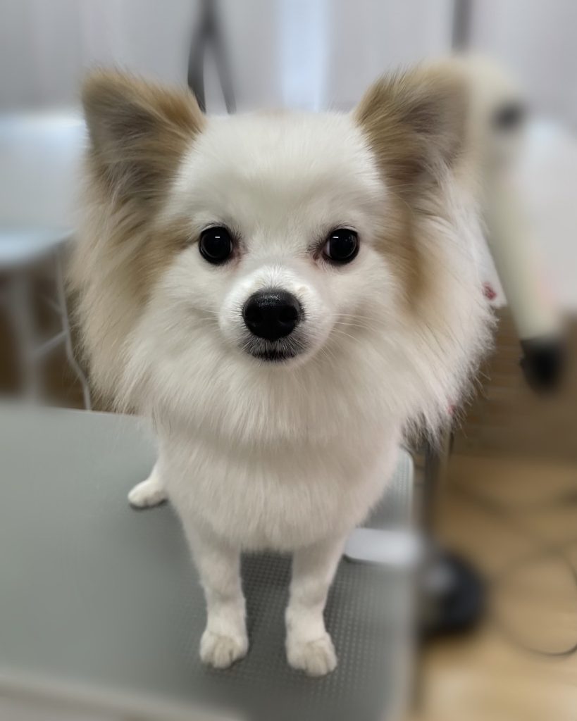 らいむくん
