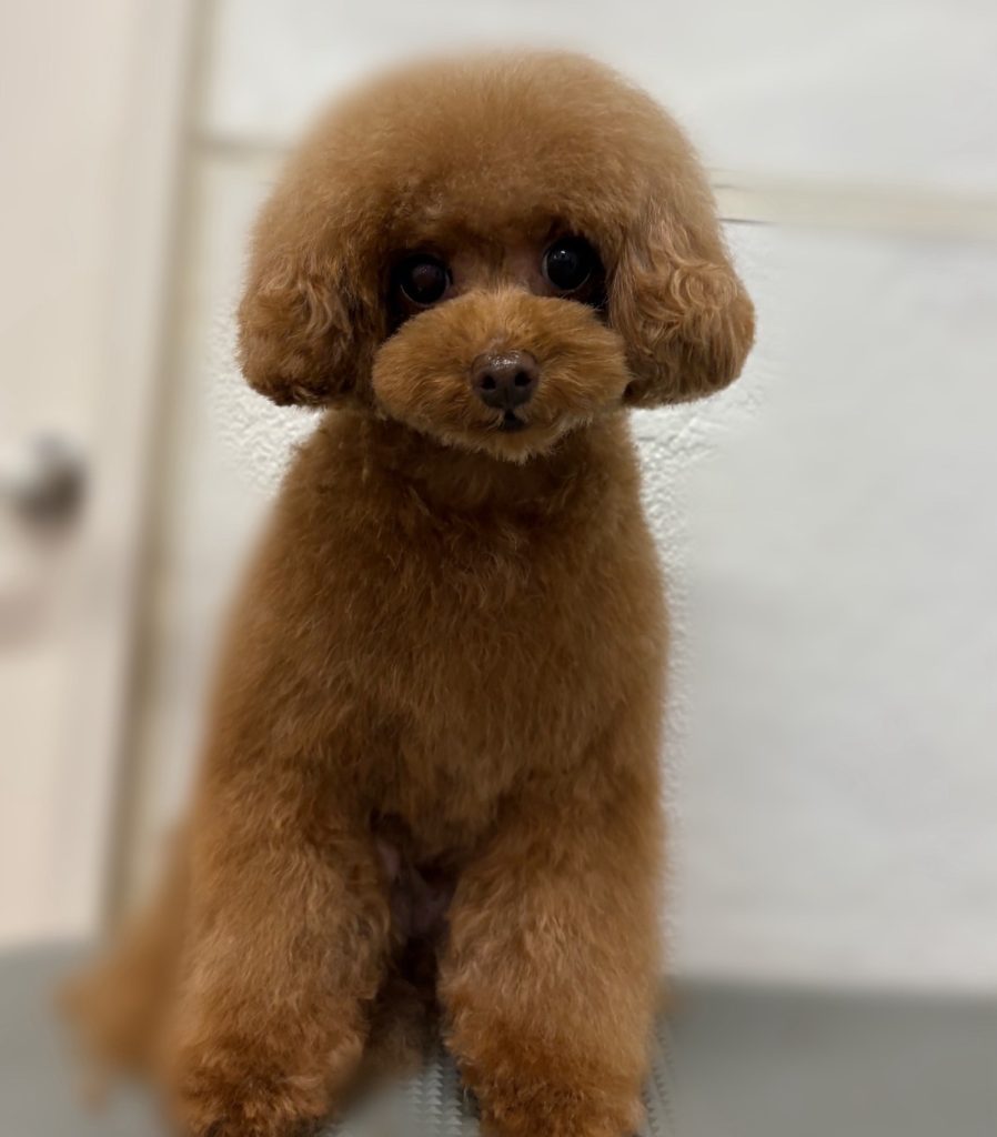りりちゃん